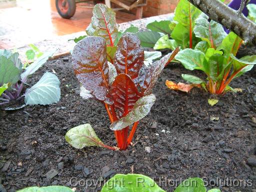 Redstemmed Silverbeet 